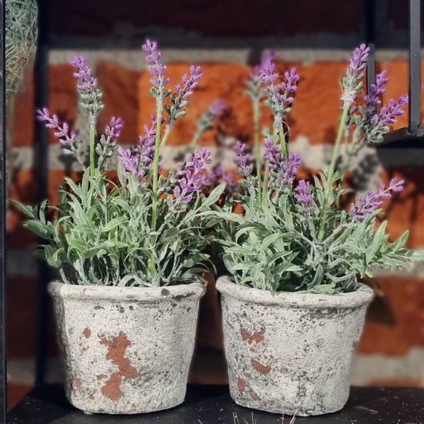 Lavendel in potje Fuchsia
