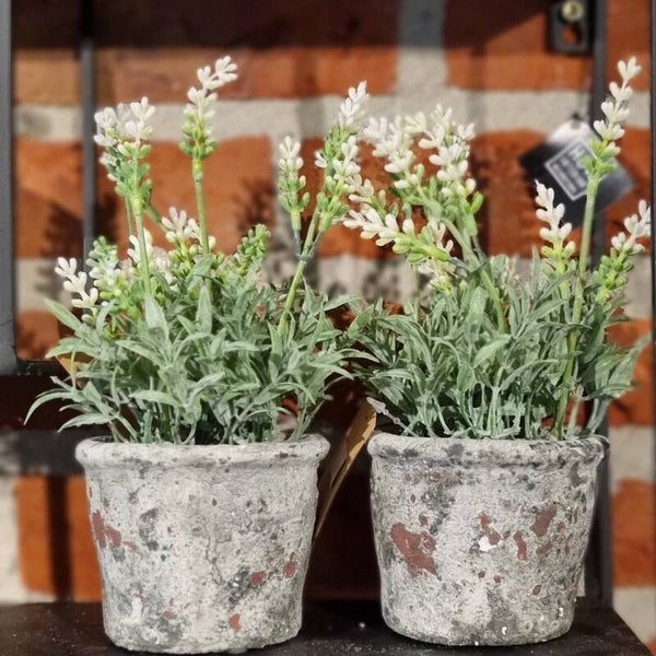 Lavendel in potje crème