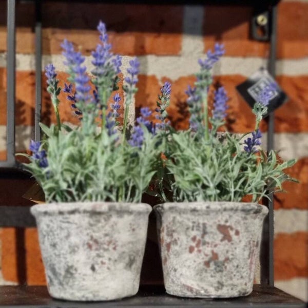 Lavendel in potje paars