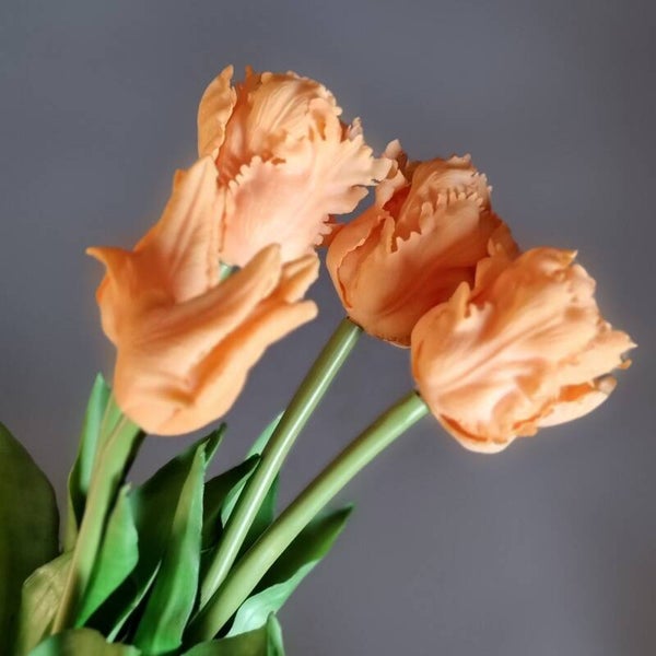 Countryfield Tulpen Zalm