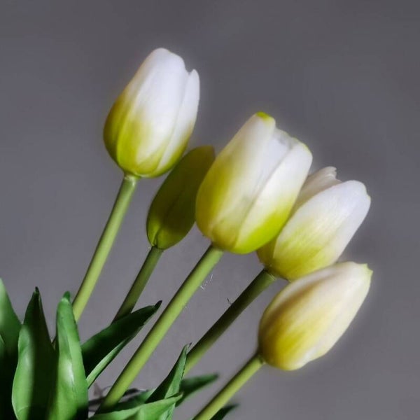 Countryfield Tulpen Wit