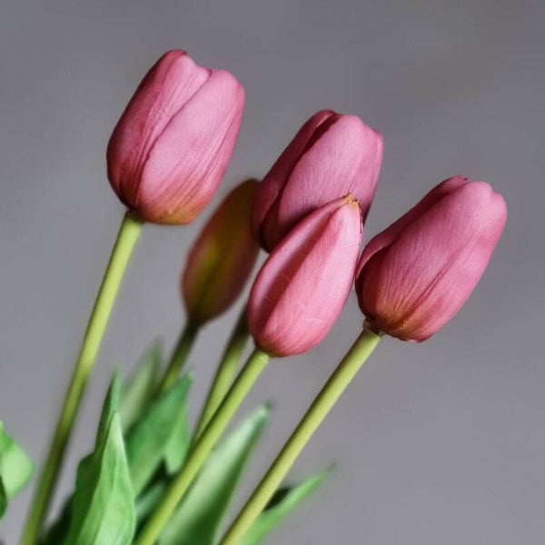 Countryfield Tulpen Aubergine
