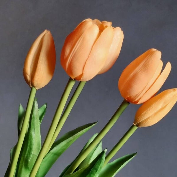 Countryfield Tulpen Zalm