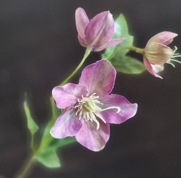 Helleborus Lila
