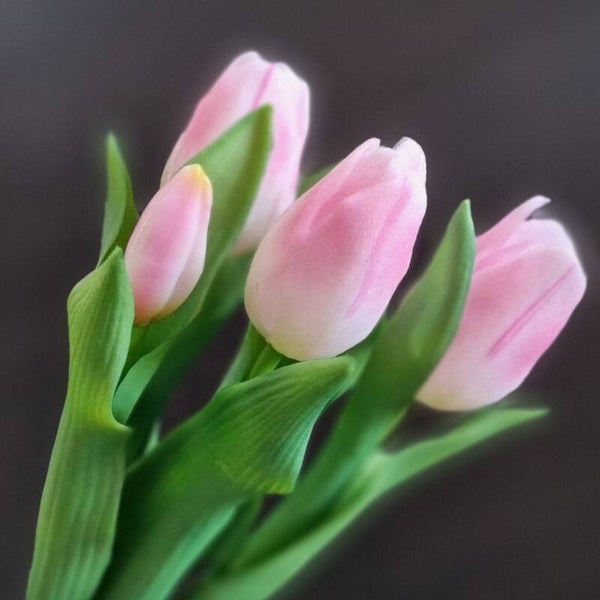 Tulpen Wit/Roze