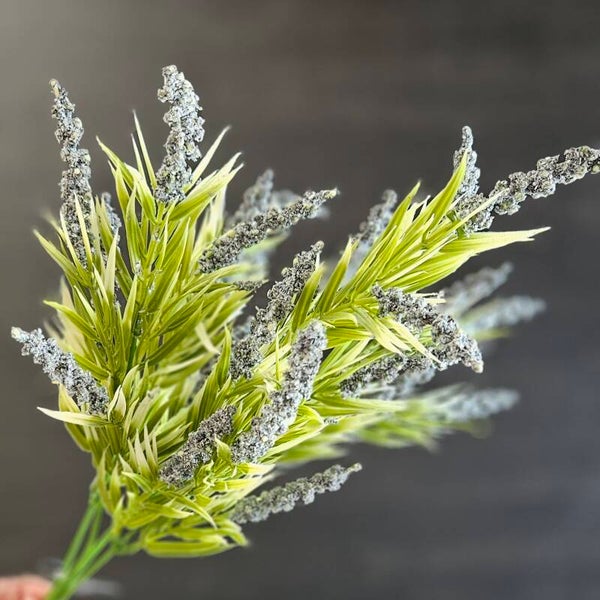 Suzo Lavandula Bush Old Blue