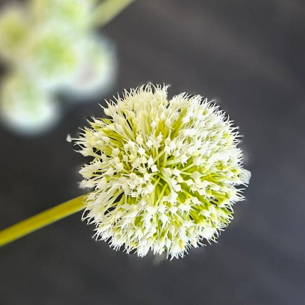 Suzo Allium White