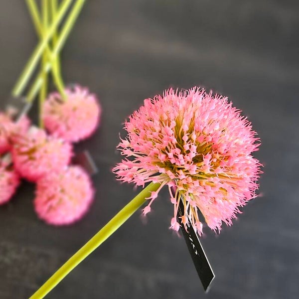Suzo Allium Pink