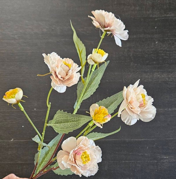 Suzo Paeonia White