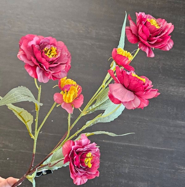 Suzo Paeonia Purple