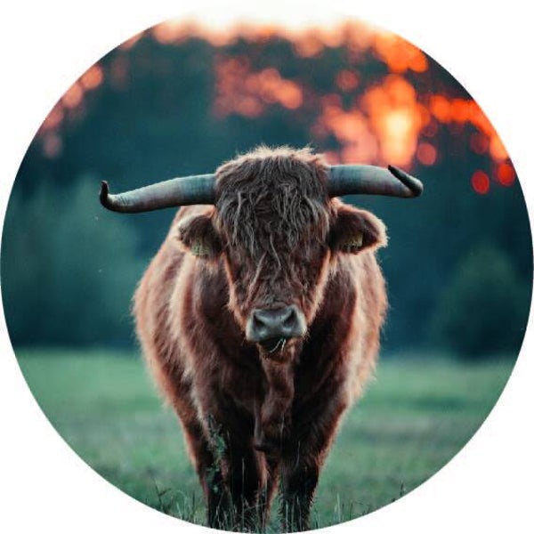 Schotse Hoogland Muurcirkel