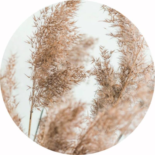 Pampas Muurcirkel