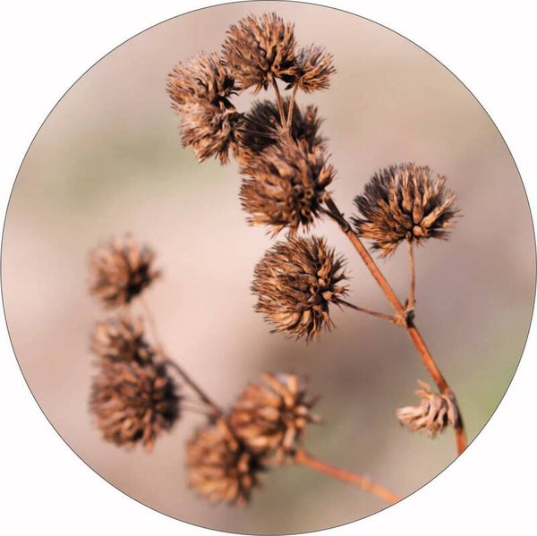 Dried Flower Muurcirkel