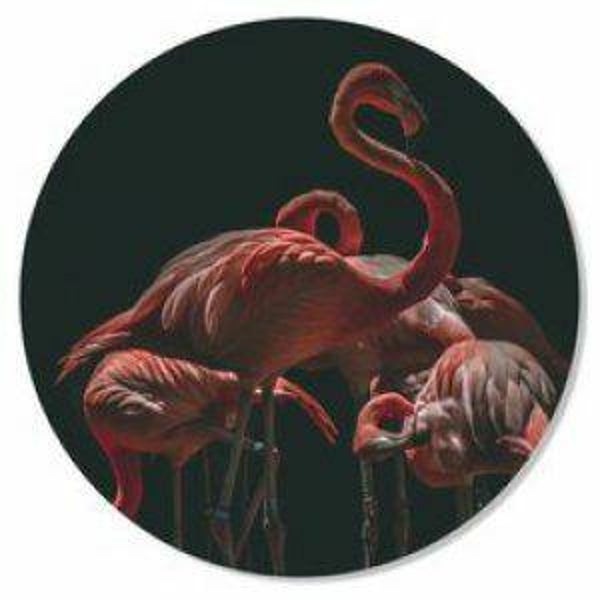 Flamingo’s Muurcirkel