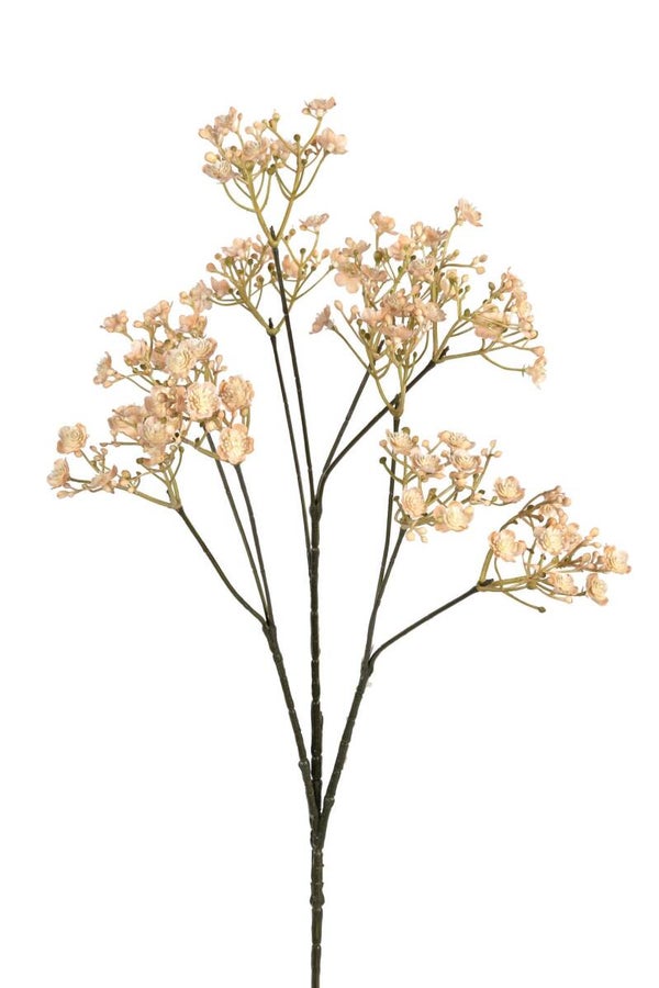 Gypsophila Beige
