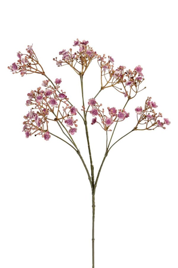 Gypsophila Mauve