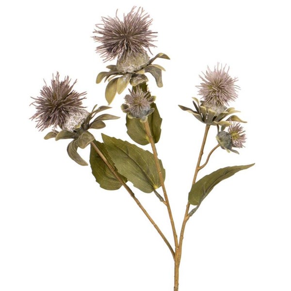 Distel Lila