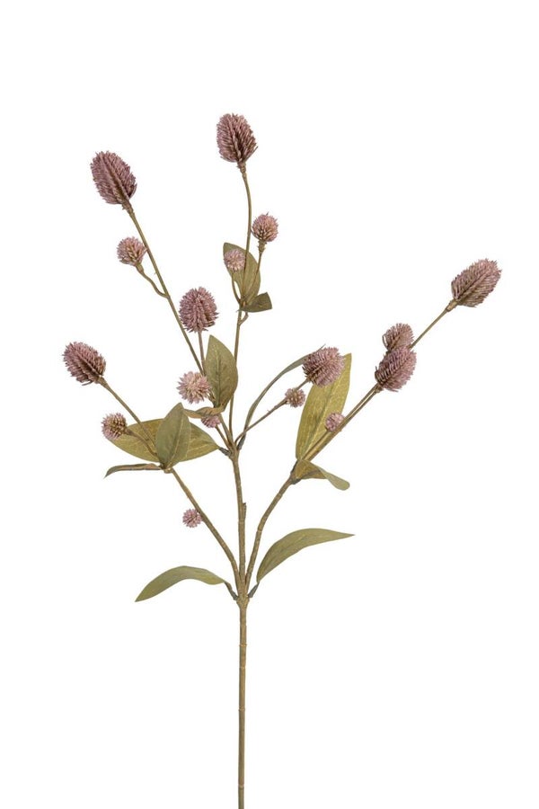 Distel Taupe