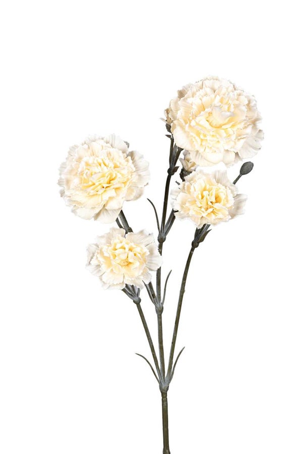 Dianthus Creme