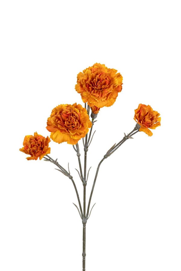 Dianthus Geel