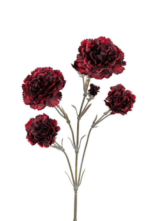 Dianthus Rood