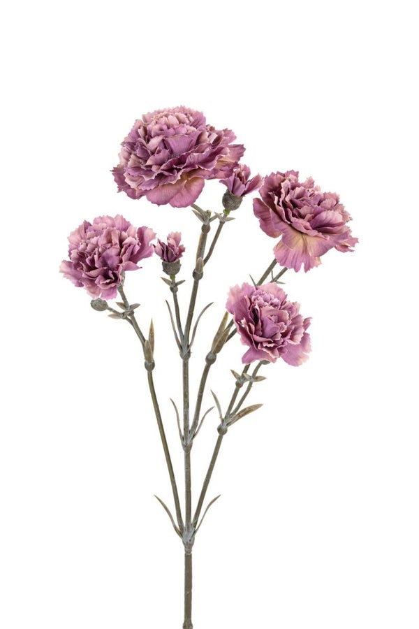 Dianthus Taupe