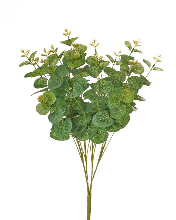 Eucalyptus Bush