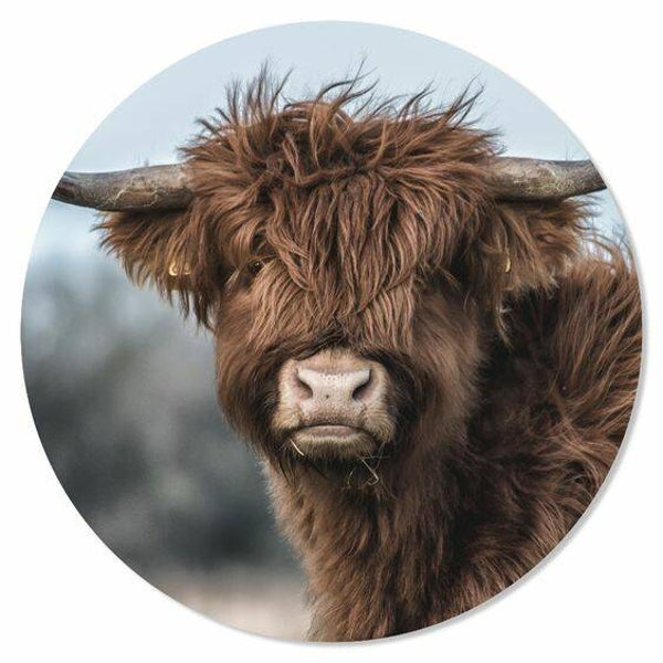 Jonge Schotse Hooglander Muurcirkel
