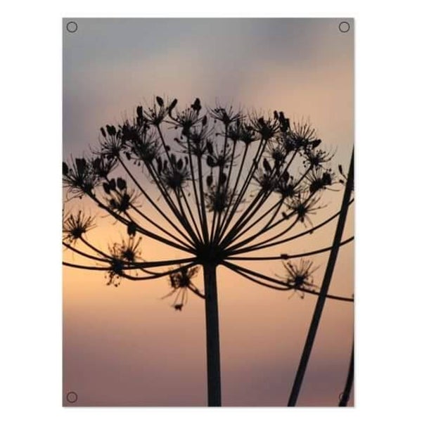Tuinposter Berenklauw