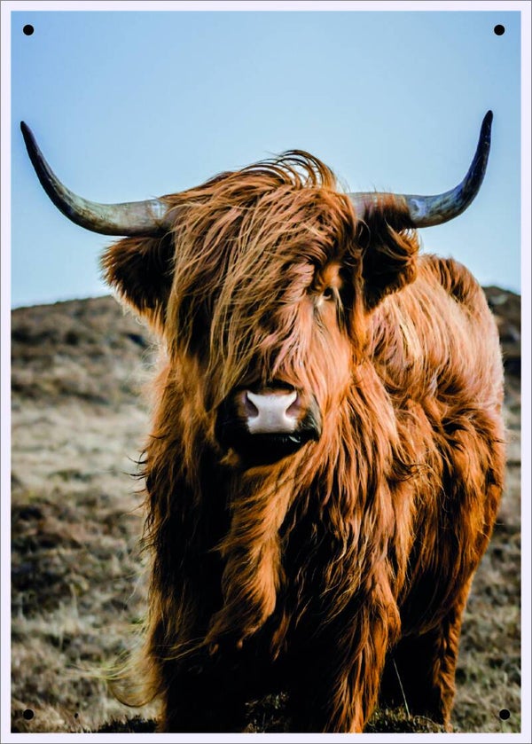 Tuinposter Schotse Hooglander