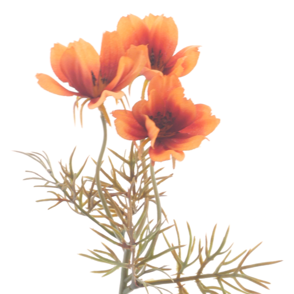 Cosmos Spray Orange