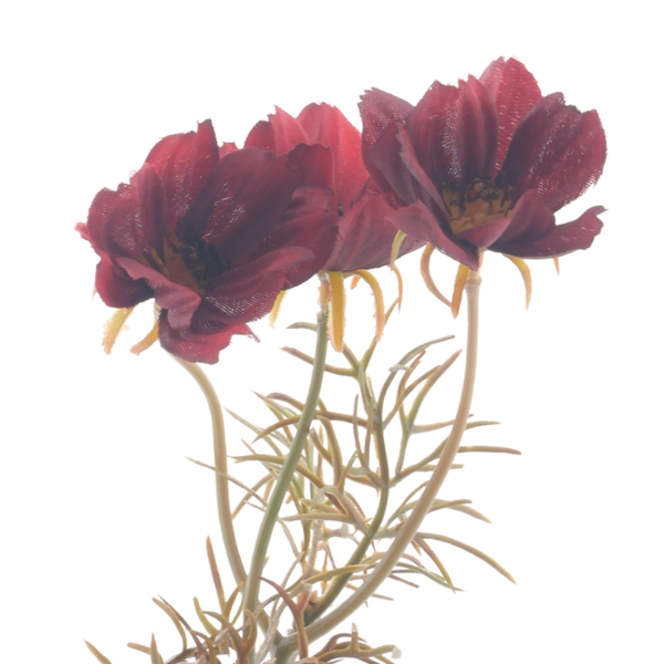 Cosmos Spray Burgundy