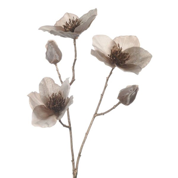 Helleborus Ivory