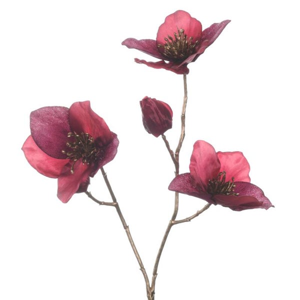Helleborus Magenta