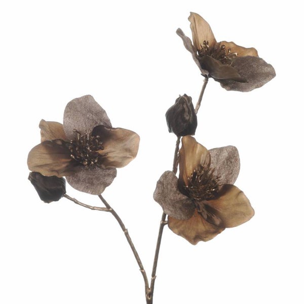 Helleborus Taupe