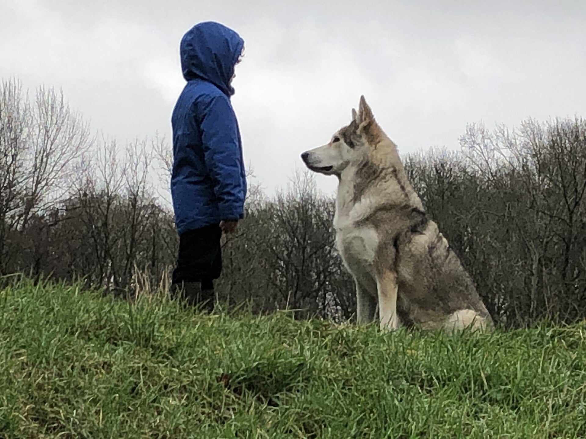 Spiegelen met wolfhonden
