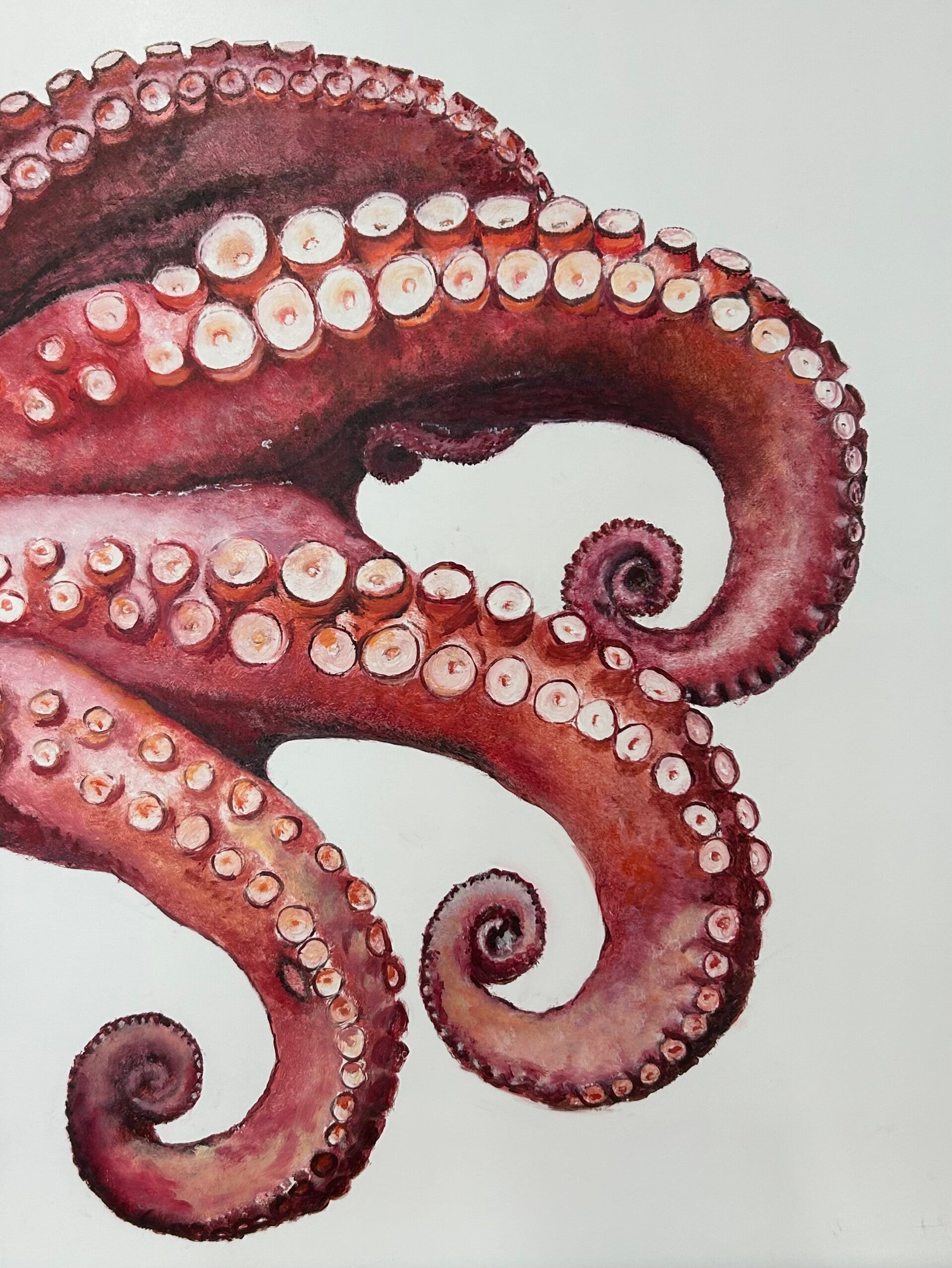 Octopus