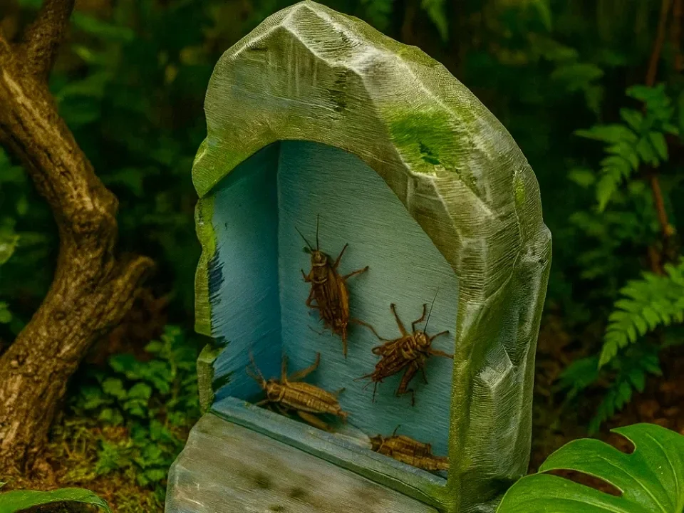 Reptilienfutter Stein