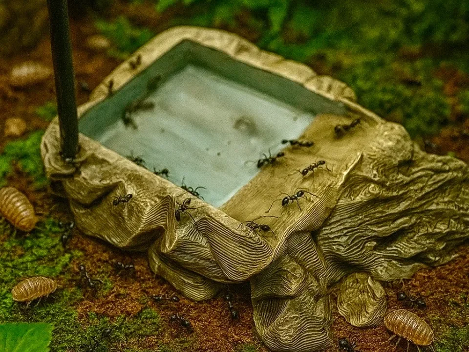 Isopoden / Ameisen Schale