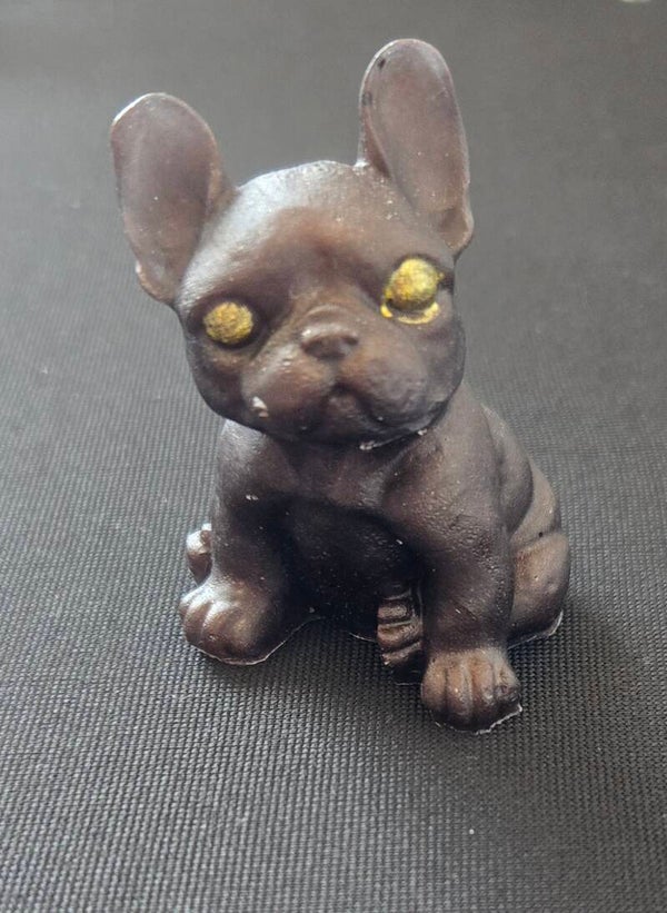 bouledogue marron chocolat