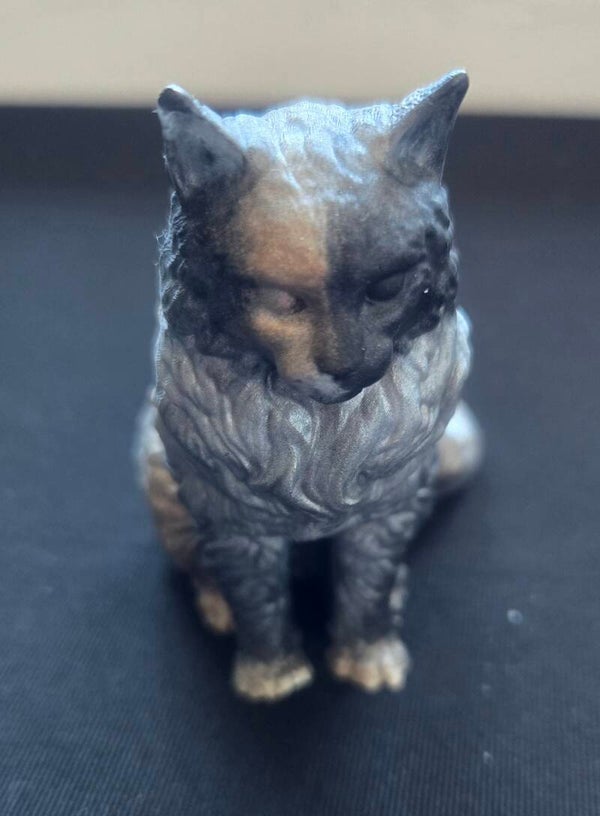 chat maine coon multicolore vanille