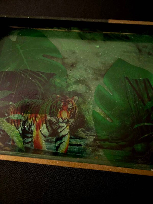 Plateau tigre