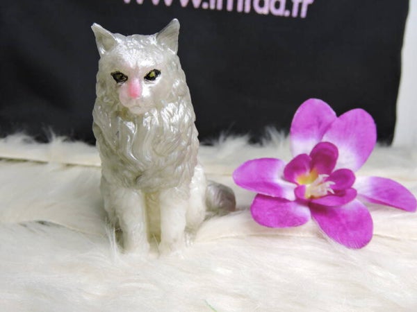 chat maine coon blanc et gris argenté