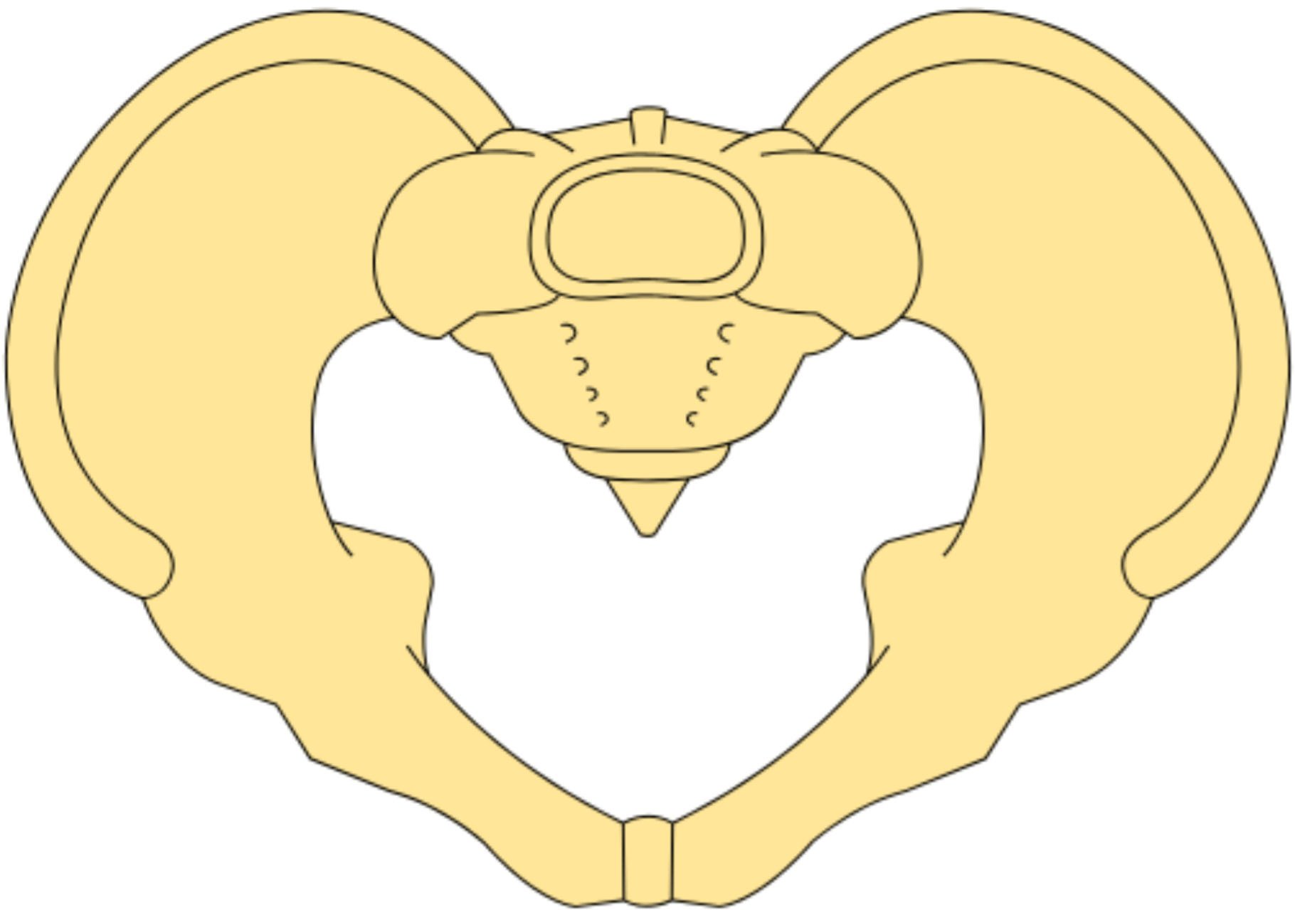 Pelvis