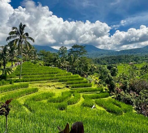 Reisterrasse im Landesinnern von Bali