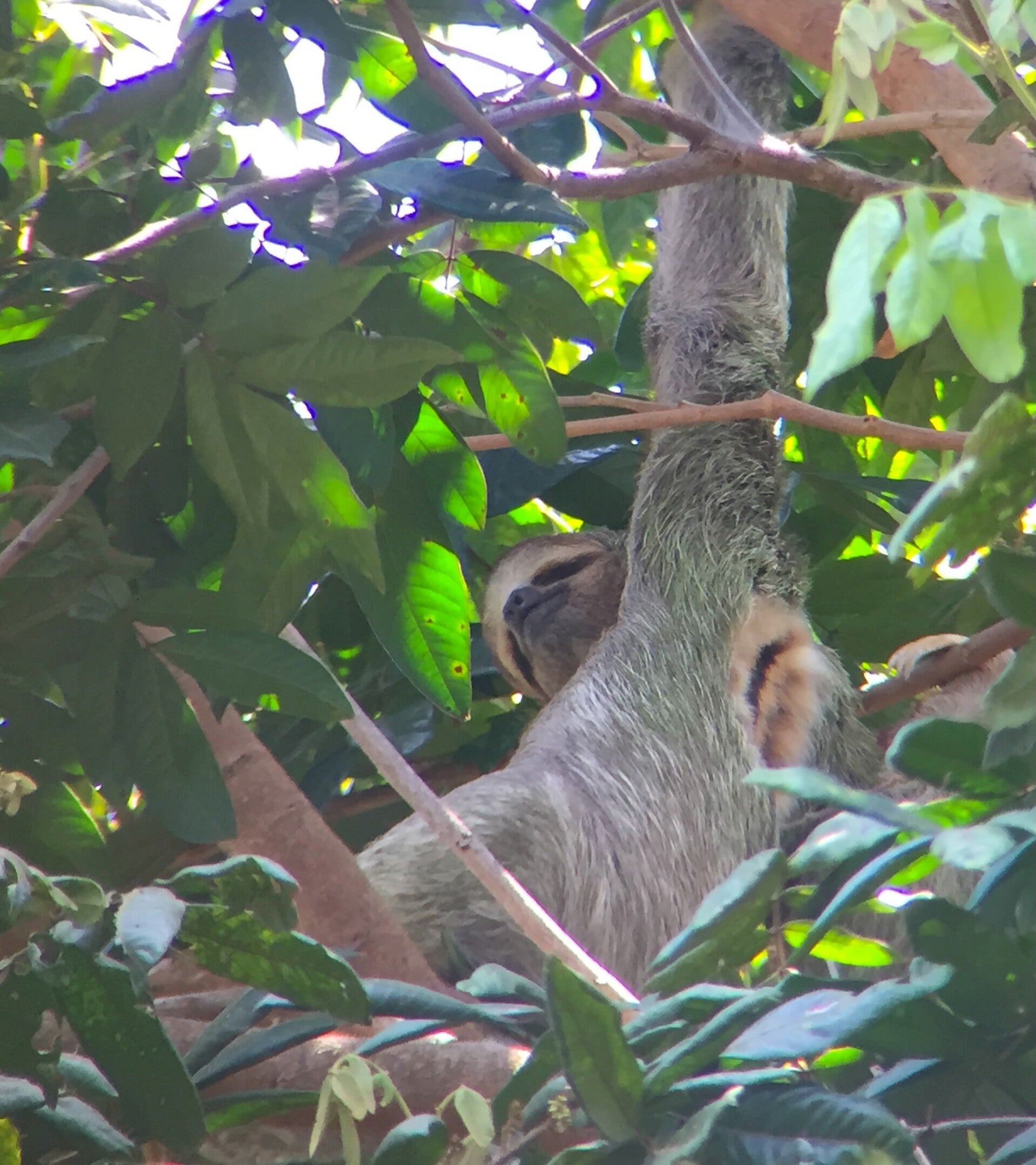 Faultier im Manuel Antonio Nationalpark Costa Rica
