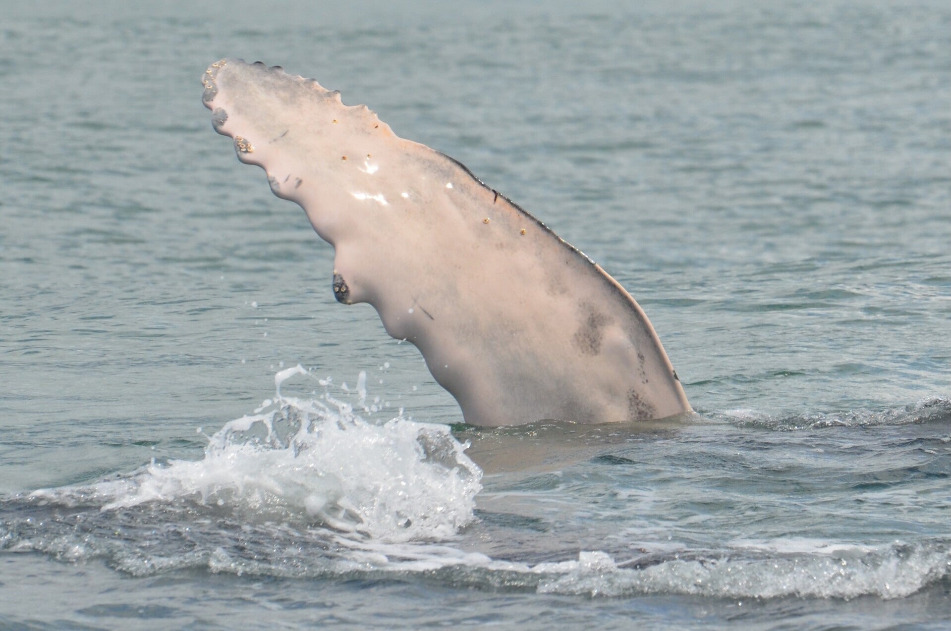 Buckelwalflosse im Nationalpark Marino Ballena in Costa Rica