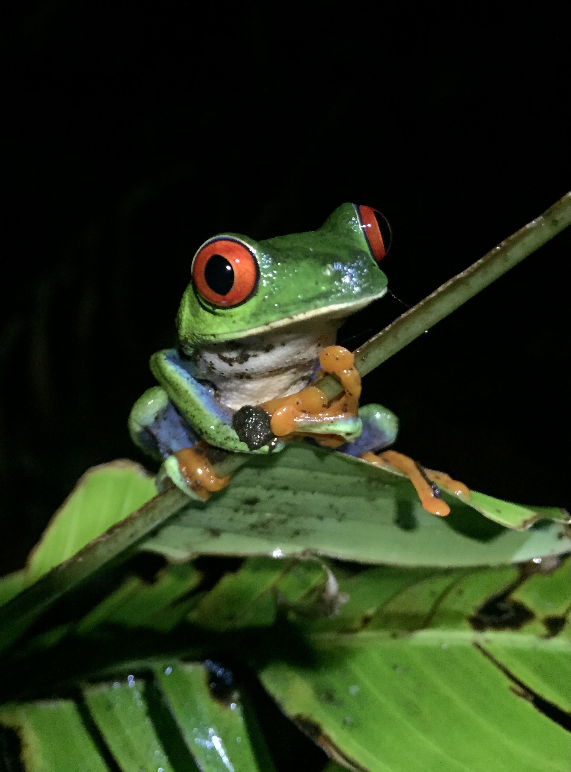 Rotaugenlaubfrosch im Tortuguero Nationpark in Costa Rica