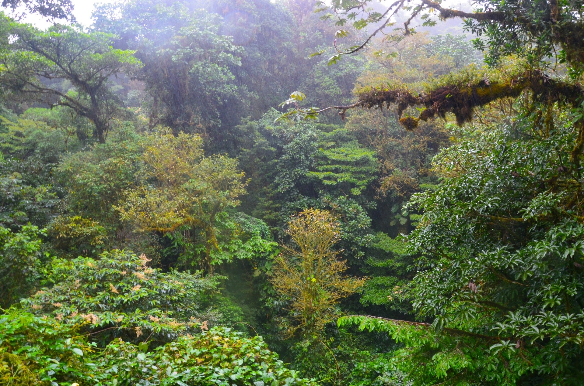 Nebelwald in Costa Rica