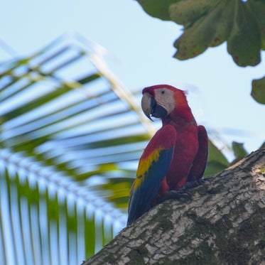 Roter Ara im Corcovado Nationalpark Costa Ricas